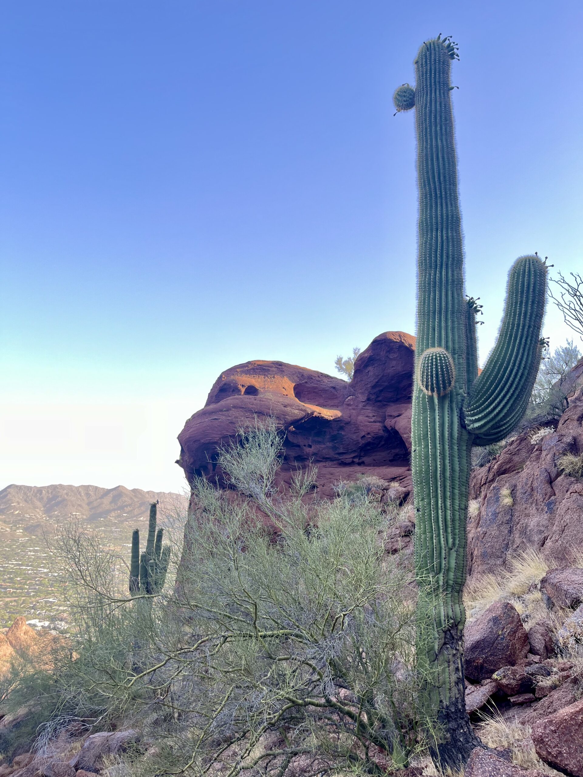 "Saguaro cactus standing tall against a backdrop of red rock formations and a clear blue sky in a desert landscape."